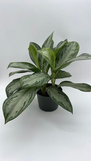 Aglaonema Silver Bay