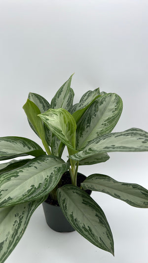 Aglaonema Silver Bay