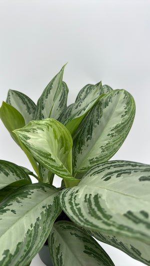 Aglaonema Silver Bay