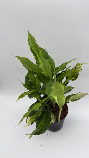 Aglaonema Spathonema 'Rio’