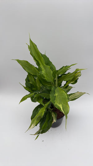 Aglaonema Spathonema 'Rio’