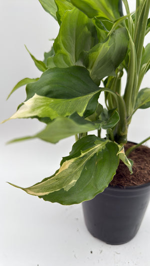 Aglaonema Spathonema 'Rio’