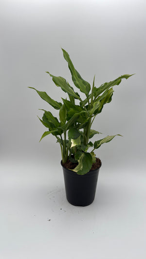 Aglaonema Spathonema 'Rio’