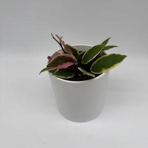 Hoya Flamingo Dream