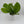 Monstera Pinnatipartita