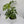 Rhaphidophora Tetrasperma (Mini Monstera)