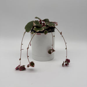 Variegated Strawberry Begonia