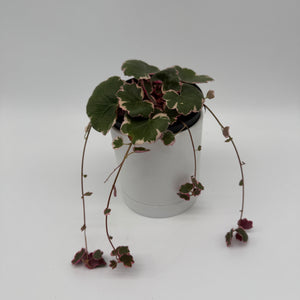 Variegated Strawberry Begonia
