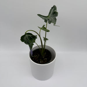 Alocasia ‘Teletubbies’