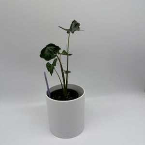 Alocasia ‘Teletubbies’