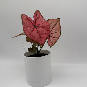 Caladium ‘Heidi’