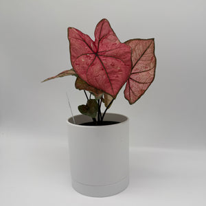 Caladium ‘Heidi’