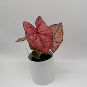 Caladium ‘Heidi’