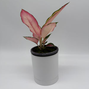 Aglaonema ‘Pink Suksom’