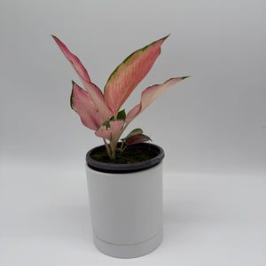 Aglaonema ‘Pink Suksom’