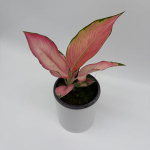 Aglaonema ‘Pink Suksom’