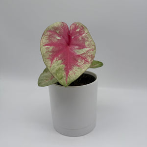 Caladium ‘Queen of Hearts’