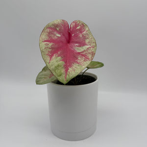 Caladium ‘Queen of Hearts’