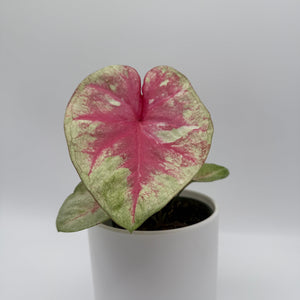 Caladium ‘Queen of Hearts’