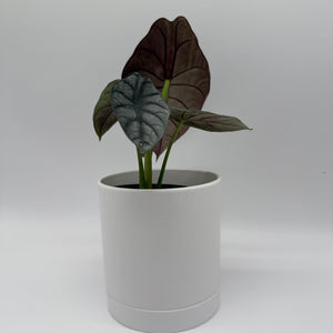 Alocasia White Dragon