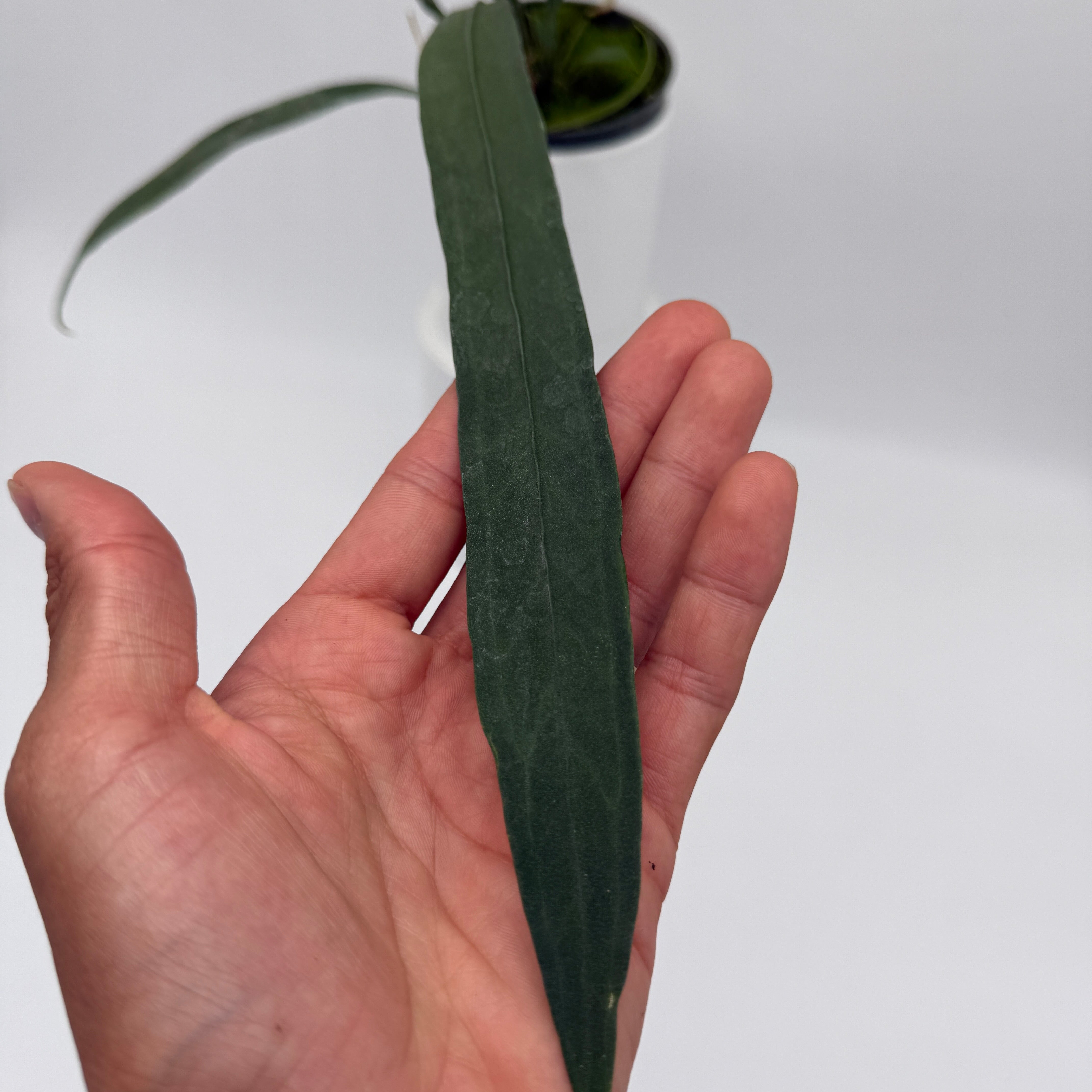 anthurium pallidiflorum vs vittarifolium Runo Plants | Rare & Collectors' Plants