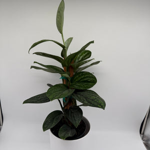 Monstera Peru