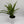Aglaonema ‘Cutlass’