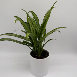 Aglaonema ‘Cutlass’