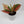 Aglaonema Pink Legacy