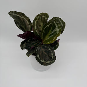 Calathea Roseopicta Medallion