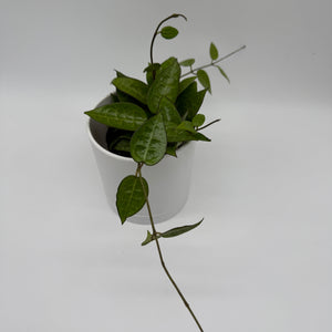 Hoya Parasitica 'Black'