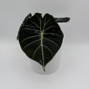 Alocasia Black Velvet
