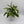Epipremnum Pinnatum Albo Flame