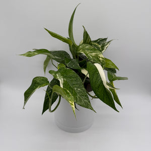 Epipremnum Pinnatum Albo Flame