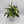 Epipremnum Pinnatum Albo Flame