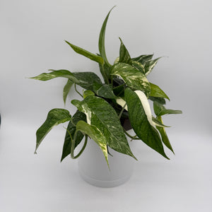 Epipremnum Pinnatum Albo Flame