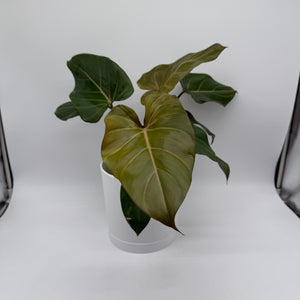 Philodendron 'Summer Glory'