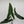 Alocasia Tigrina Superba