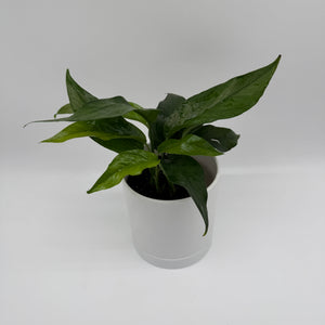 Epipremnum Baltic Blue