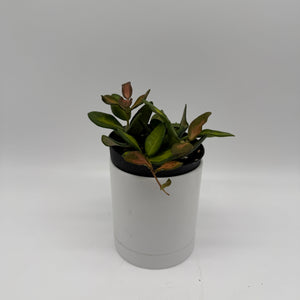 Variegated Hoya Burtoniae