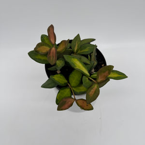 Variegated Hoya Burtoniae