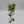 Pothos N'Joy