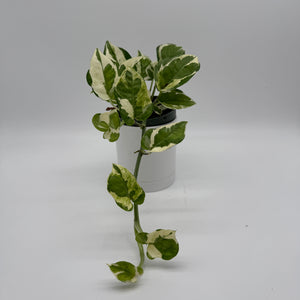 Pothos N'Joy