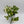 Pothos N'Joy