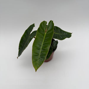 Philodendron Billietiae