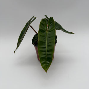 Philodendron Billietiae