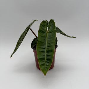 Philodendron Billietiae