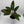 Philodendron ‘Red Congo’