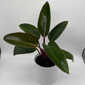 Philodendron ‘Red Congo’