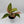 Aglaonema 'Dazzling Pink Gem'